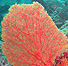 Коралл - "цветы моря"
